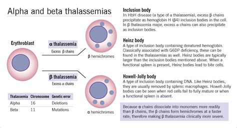 beta thalassemia anemia|Beta Thalassemia Major (Cooley Anemia) .